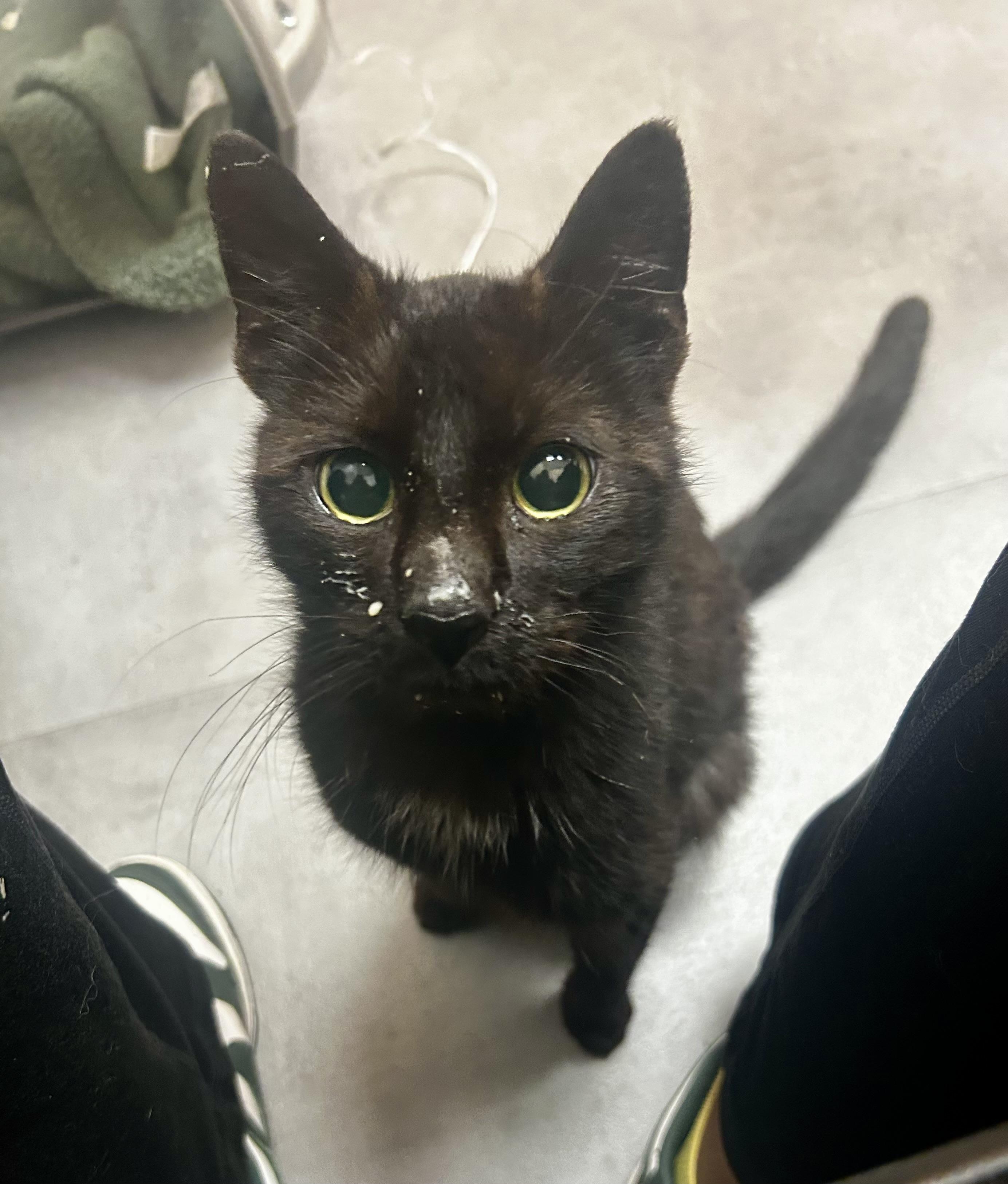 MIMORI, ADOPTABLE, Adult Female Domestic Short Hair.