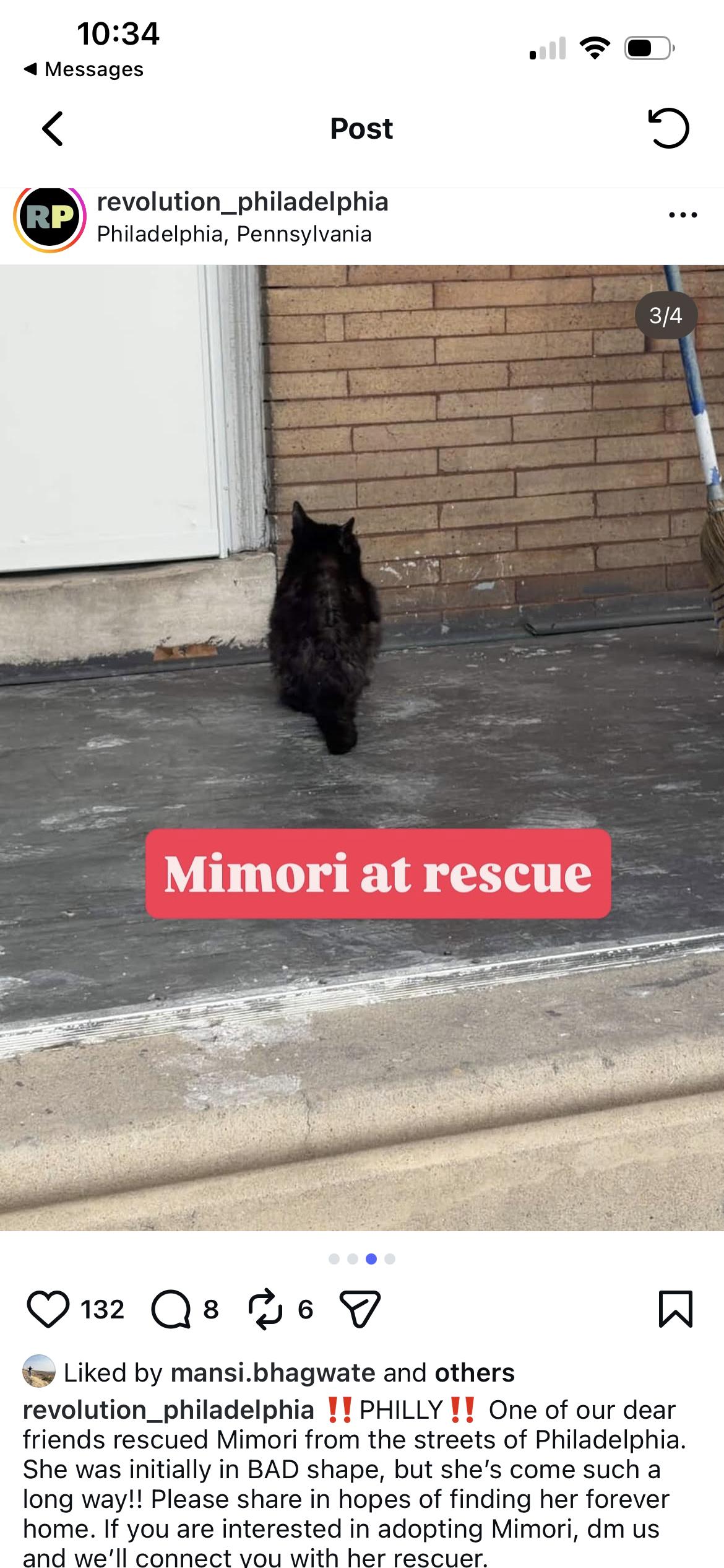 Enlarge MIMORI, a ADOPTABLE Domestic Short Hair in Media, PA image 2/5