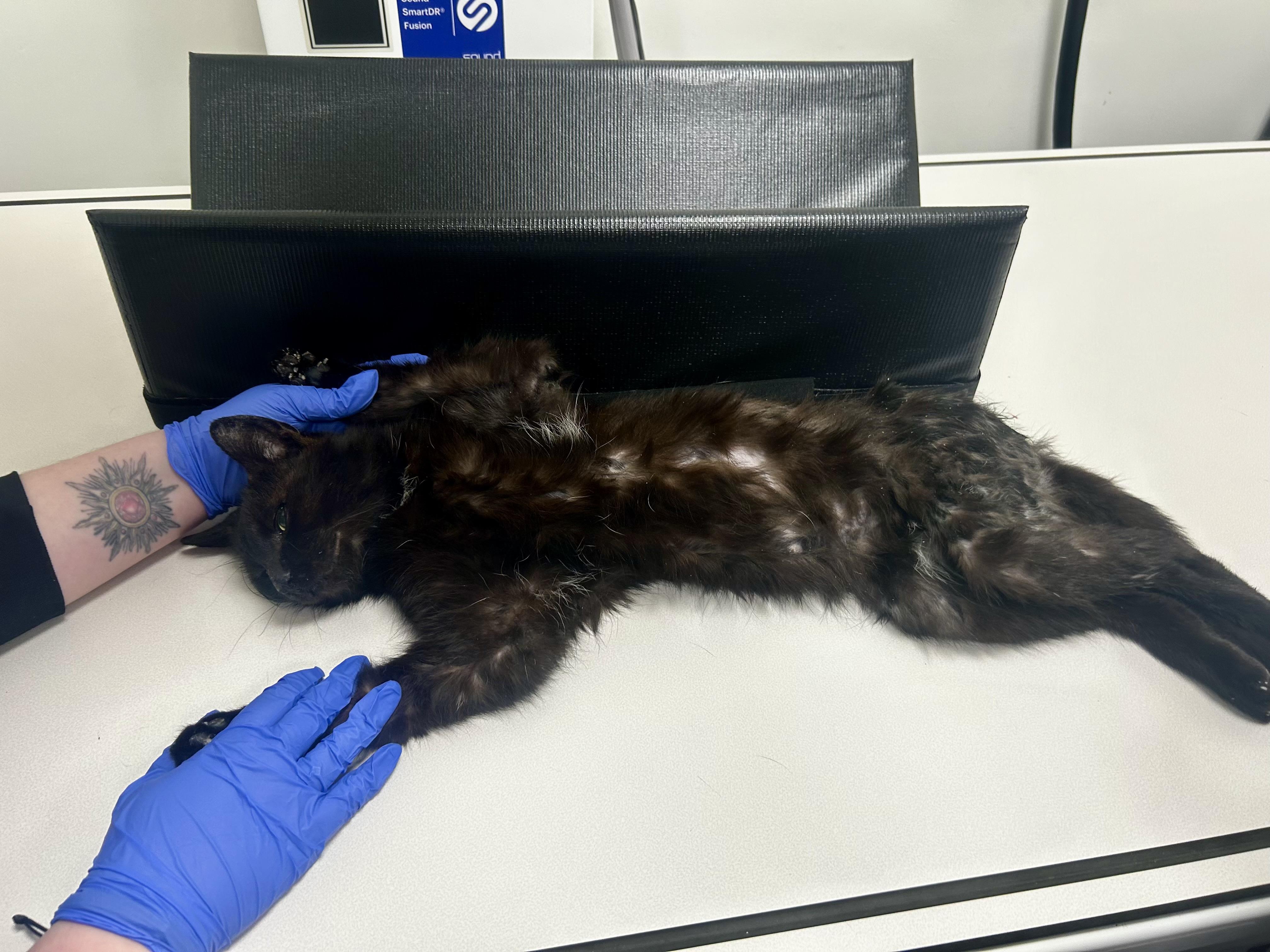 Enlarge MIMORI, a ADOPTABLE Domestic Short Hair in Media, PA image 3/5