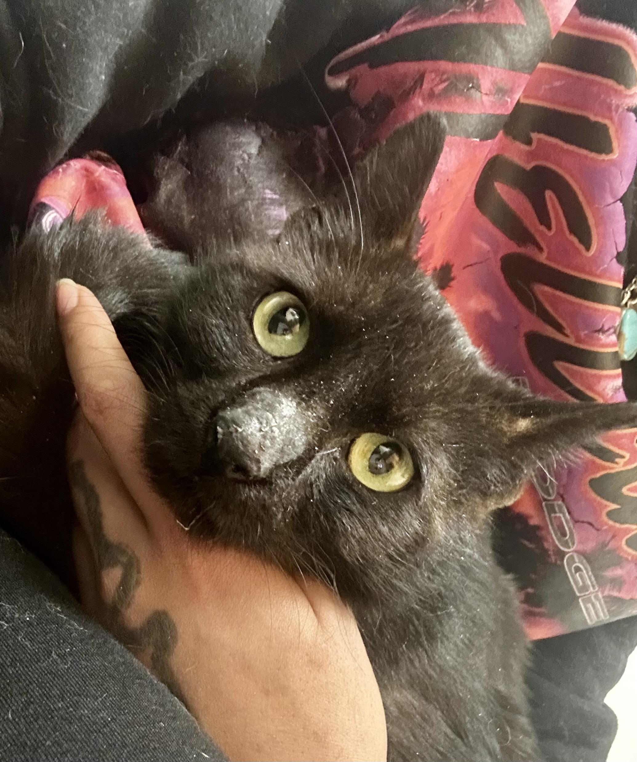 Enlarge MIMORI, a ADOPTABLE Domestic Short Hair in Media, PA image 4/5