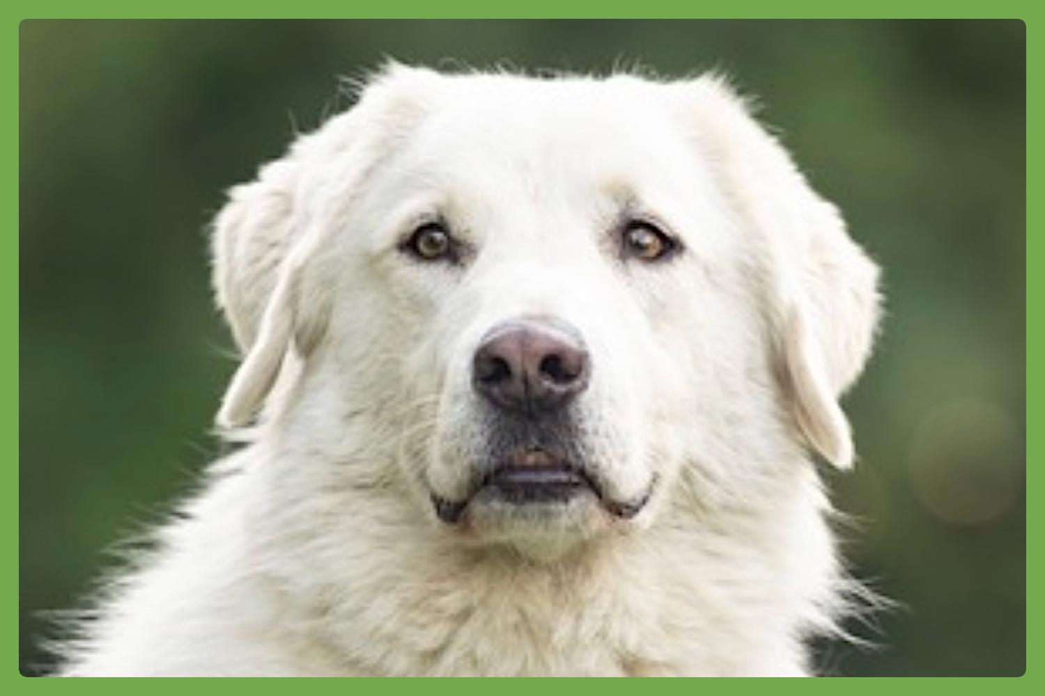 Enlarge Bear, a Adoptable mixed breed in Youngsville, NC image 1/6