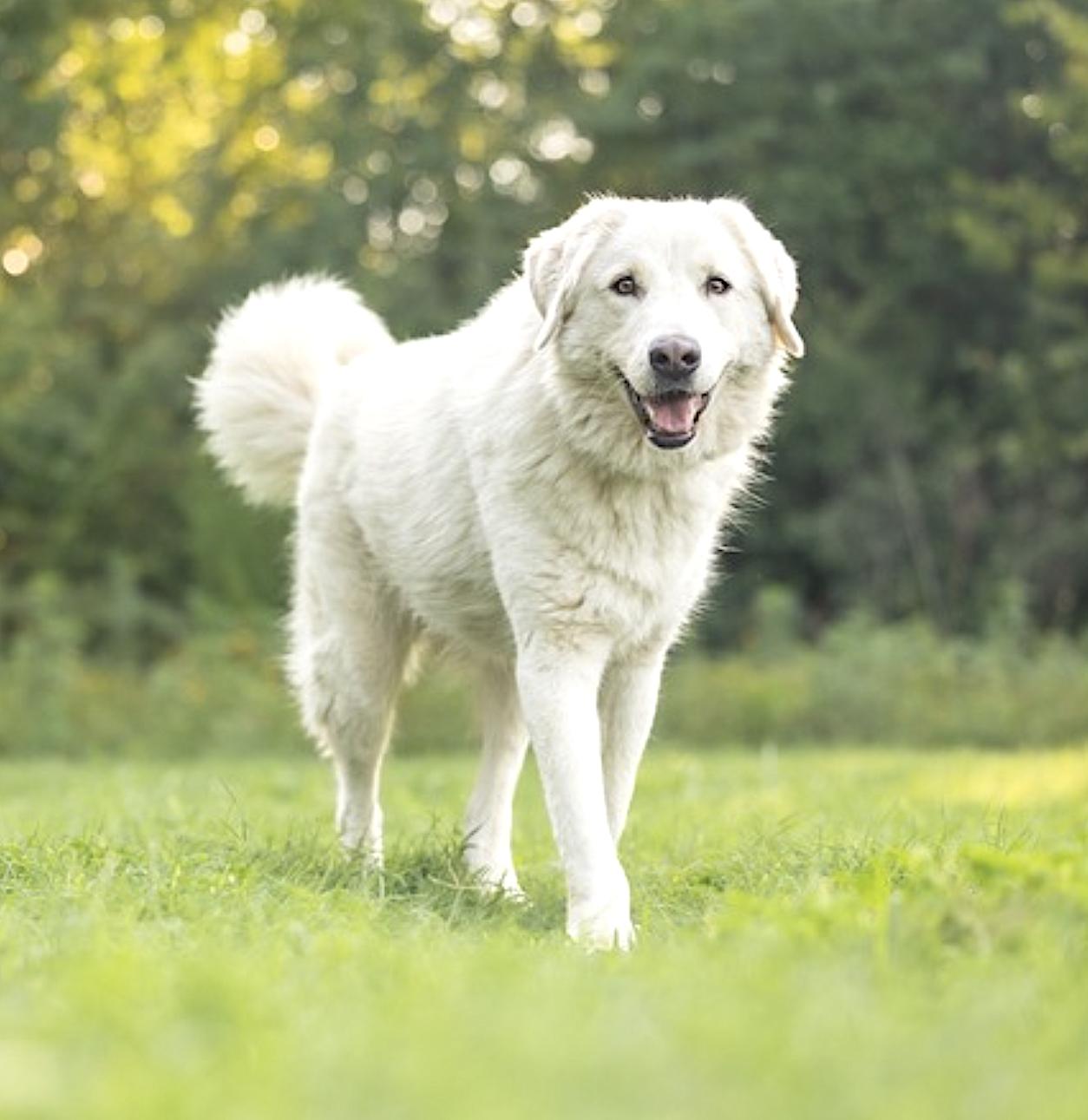 Enlarge Bear, a Adoptable mixed breed in Youngsville, NC image 2/6