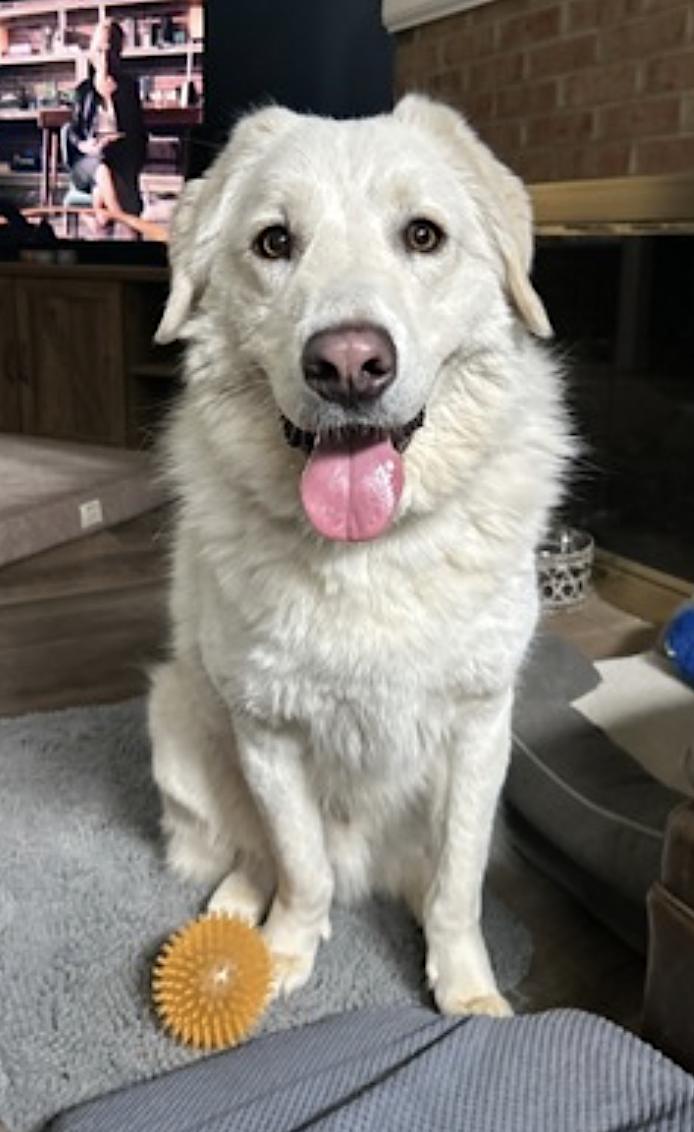 Enlarge Bear, a Adoptable mixed breed in Youngsville, NC image 4/6