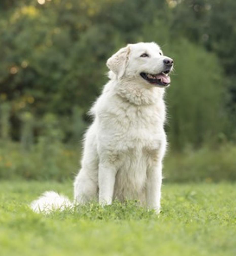 Enlarge Bear, a Adoptable mixed breed in Youngsville, NC image 3/6