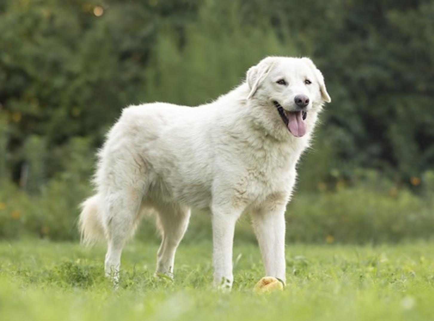 Enlarge Bear, a Adoptable mixed breed in Youngsville, NC image 5/6