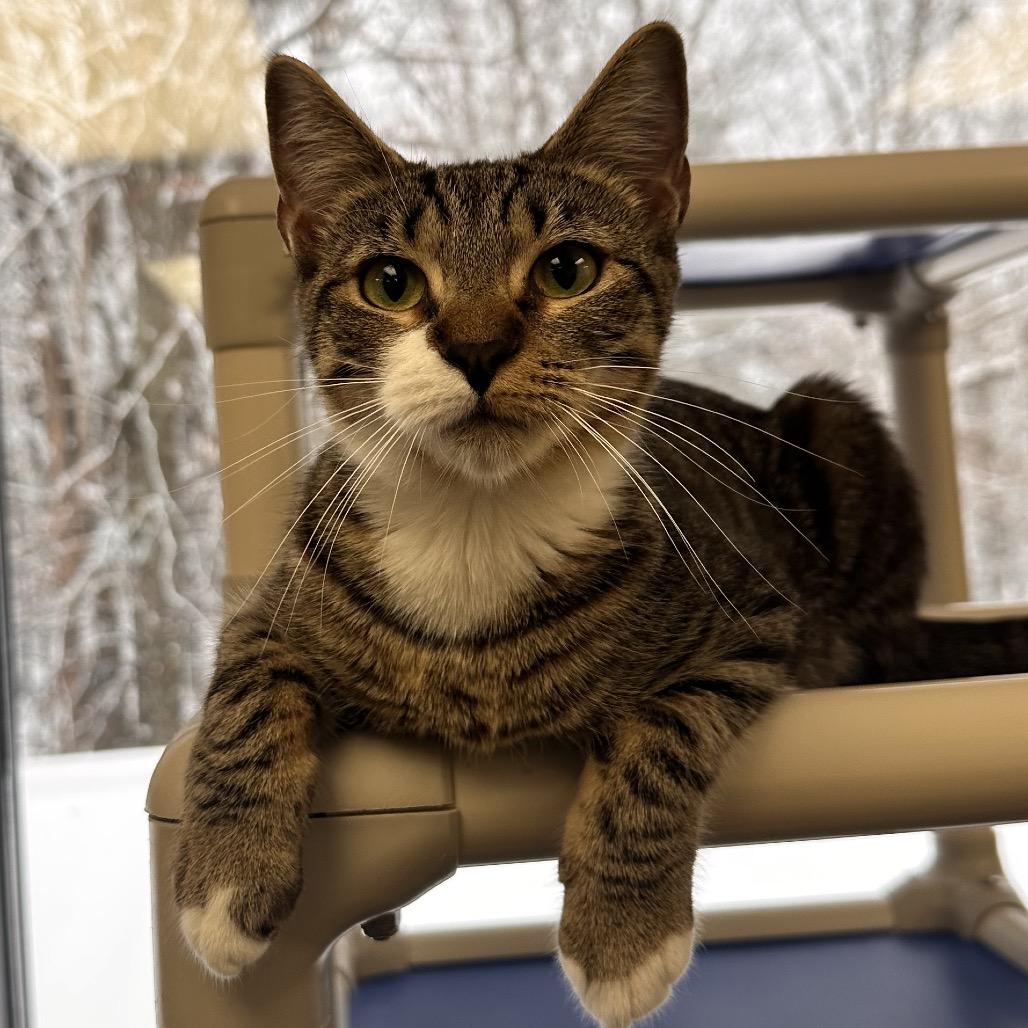 Magic, Adoptable, Young Female Domestic Short Hair.