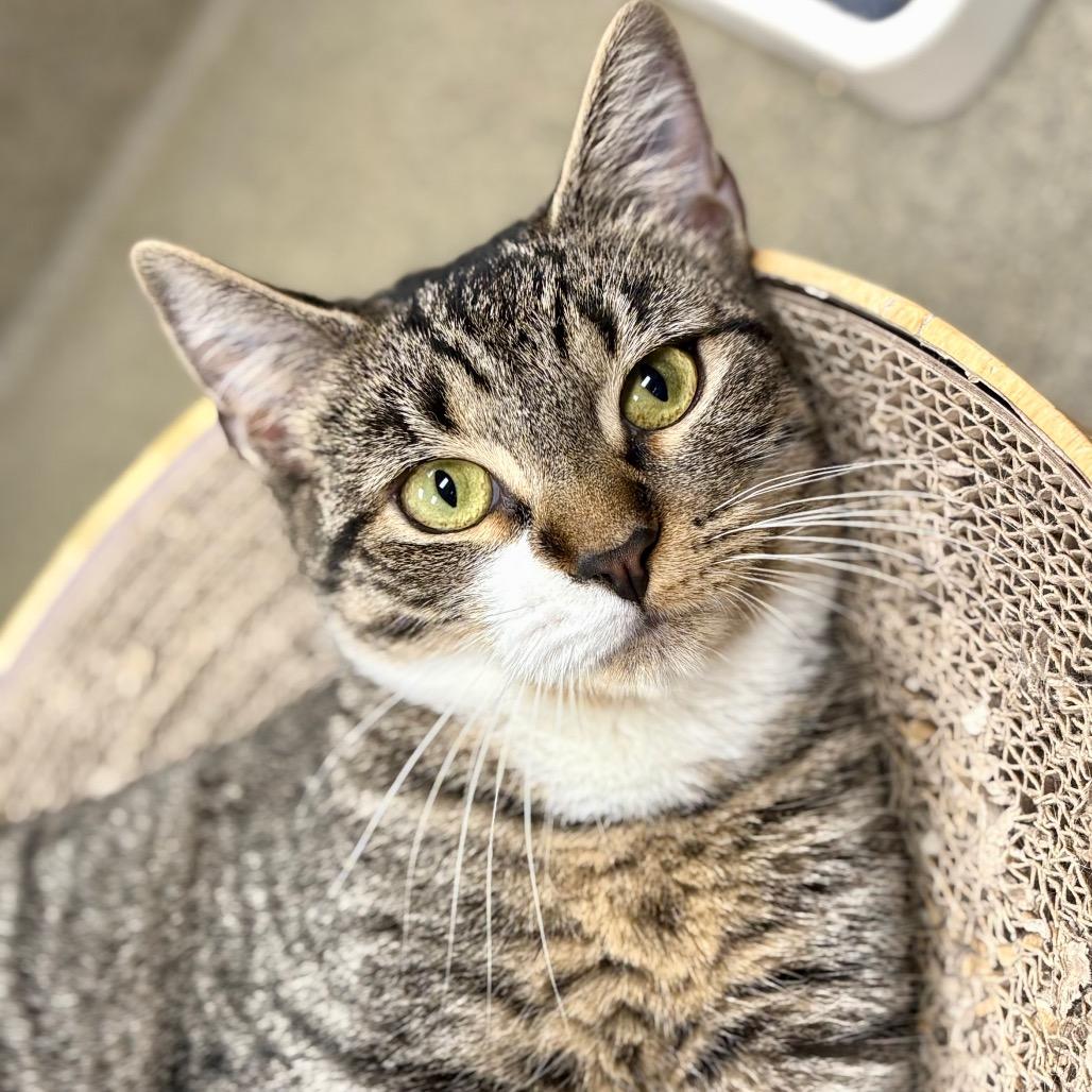 Magic, a Adoptable Domestic Short Hair in Rocky Mount, VA image 3/6