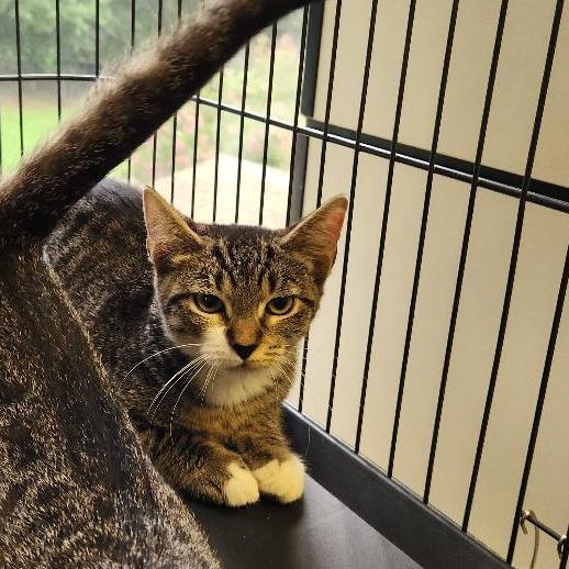 Magic, a Adoptable Domestic Short Hair in Rocky Mount, VA image 4/6