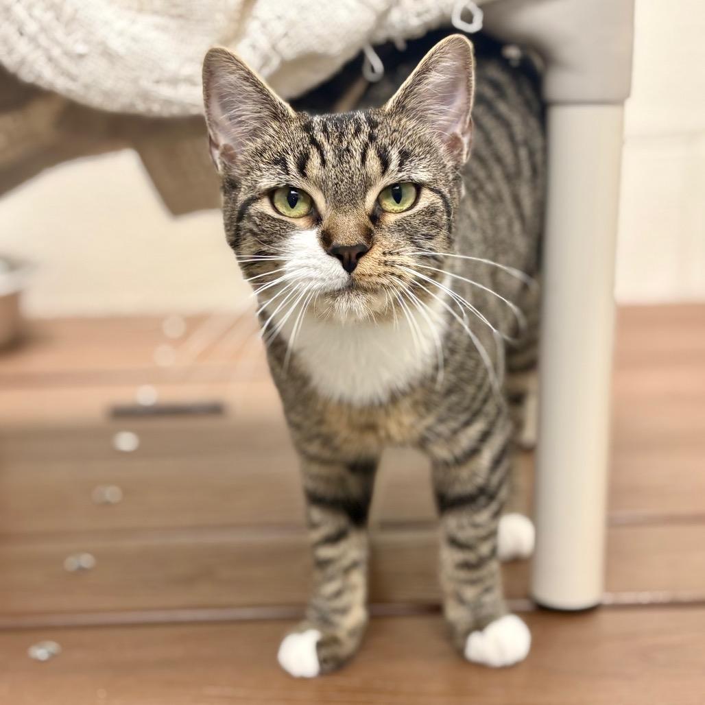 Magic, a Adoptable Domestic Short Hair in Rocky Mount, VA image 5/6