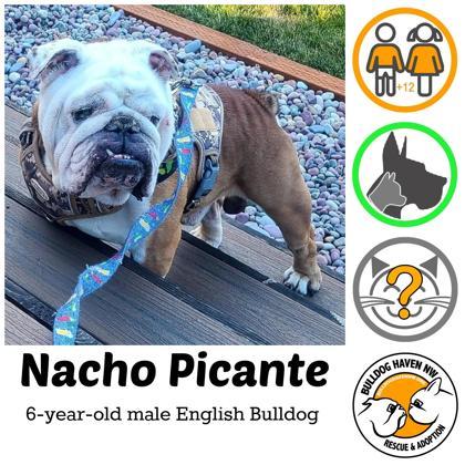 Enlarge NACHO PICANTE - pending, a Adopted English Bulldog in Bonney Lake, WA image 1/3
