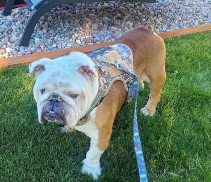 Enlarge NACHO PICANTE - pending, a Adopted English Bulldog in Bonney Lake, WA image 2/3