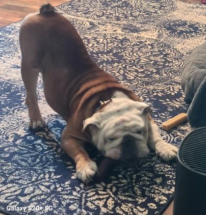 Enlarge NACHO PICANTE - pending, a Adopted English Bulldog in Bonney Lake, WA image 3/3