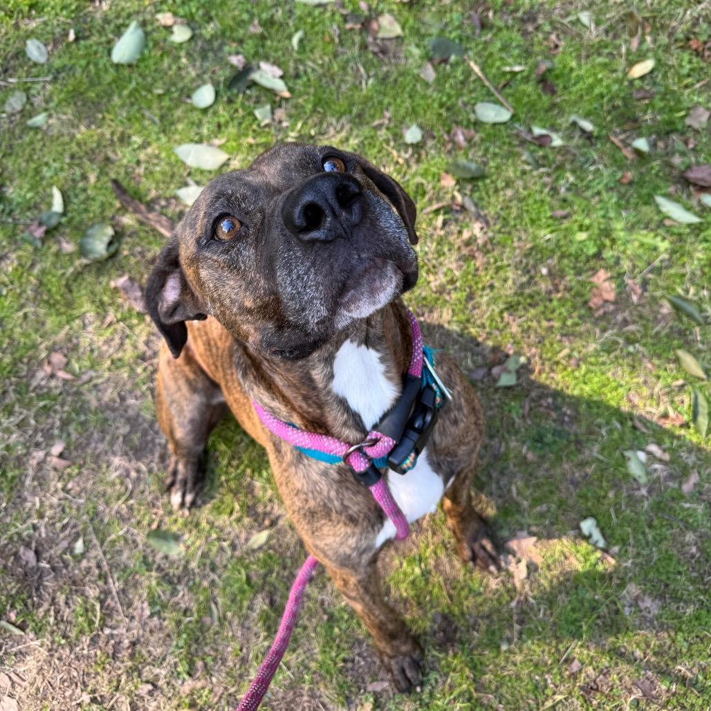 Towser 1873, Adoptable, Adult Male Mixed Breed.