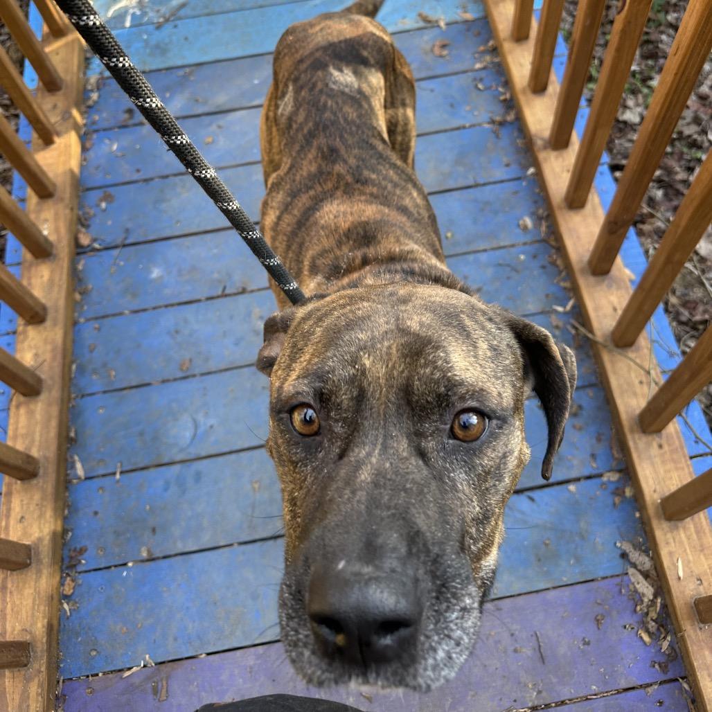 Towser 1873 — thumbnail 2