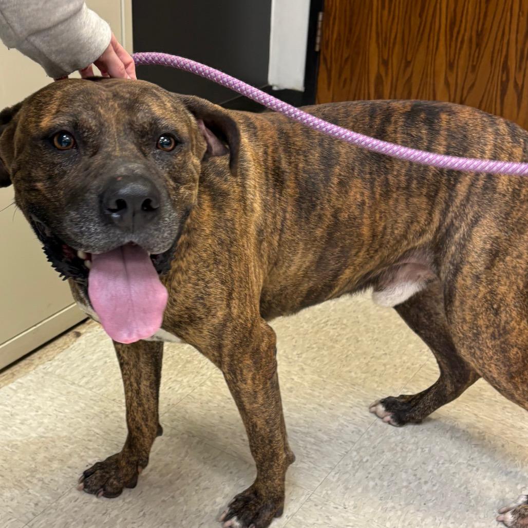 Towser 1873, Adoptable, Adult Male Mixed Breed.