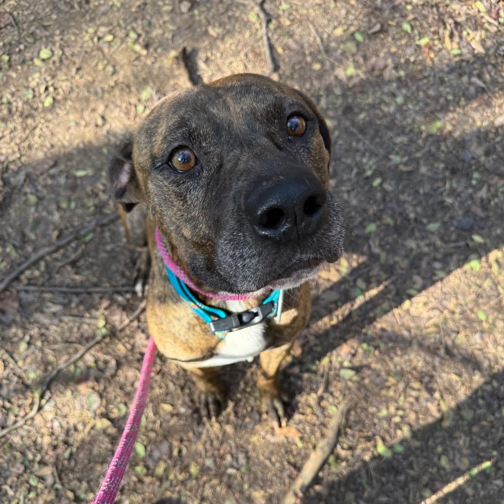 Towser 1873 — thumbnail 4