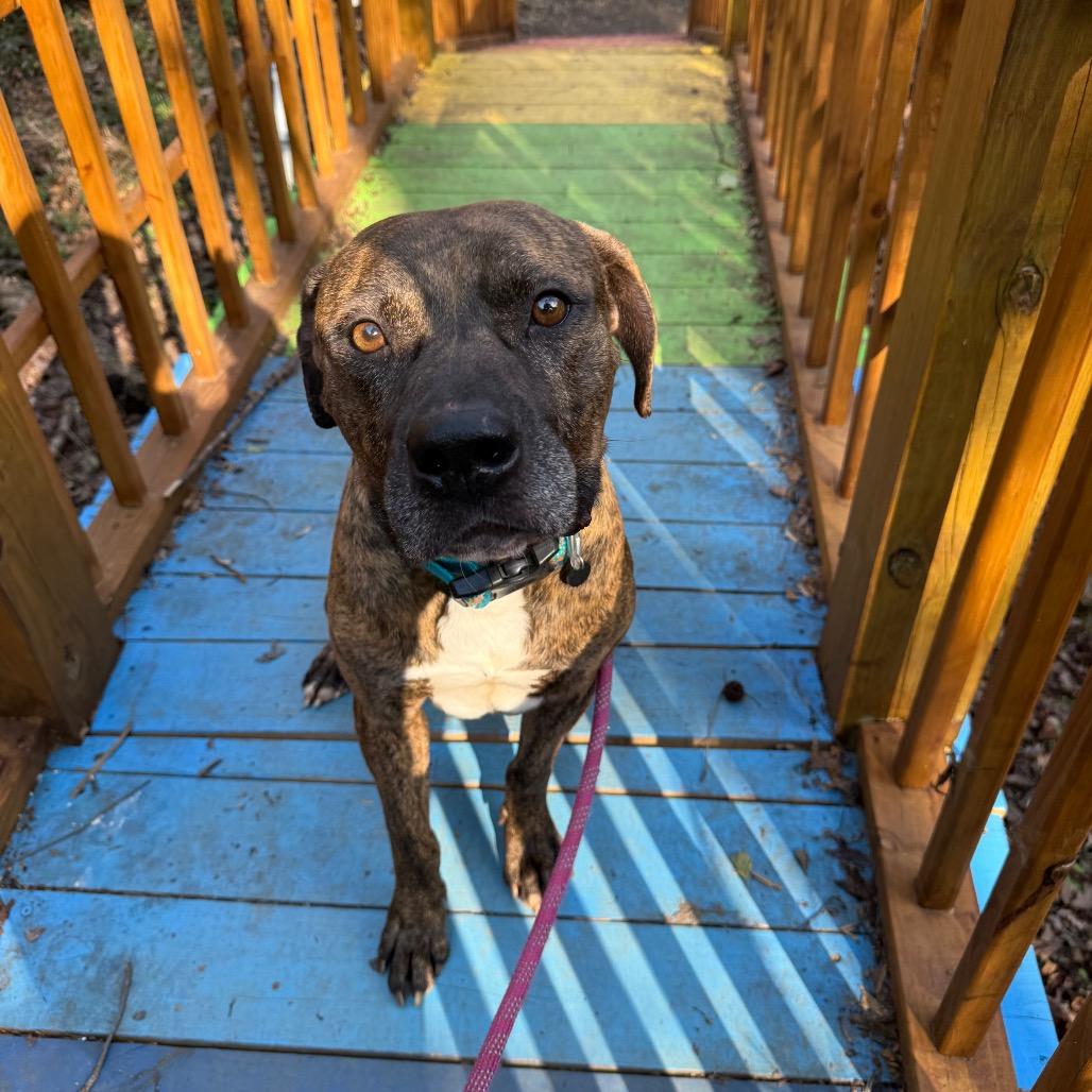 Enlarge Towser 1873, a Adoptable Mixed Breed in Columbus, GA image 5/6