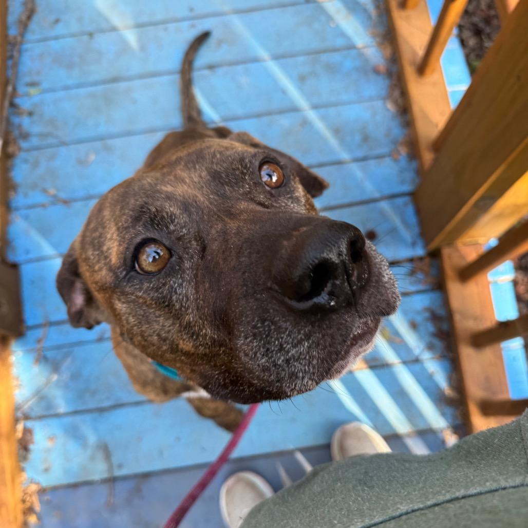 Towser 1873 — thumbnail 6