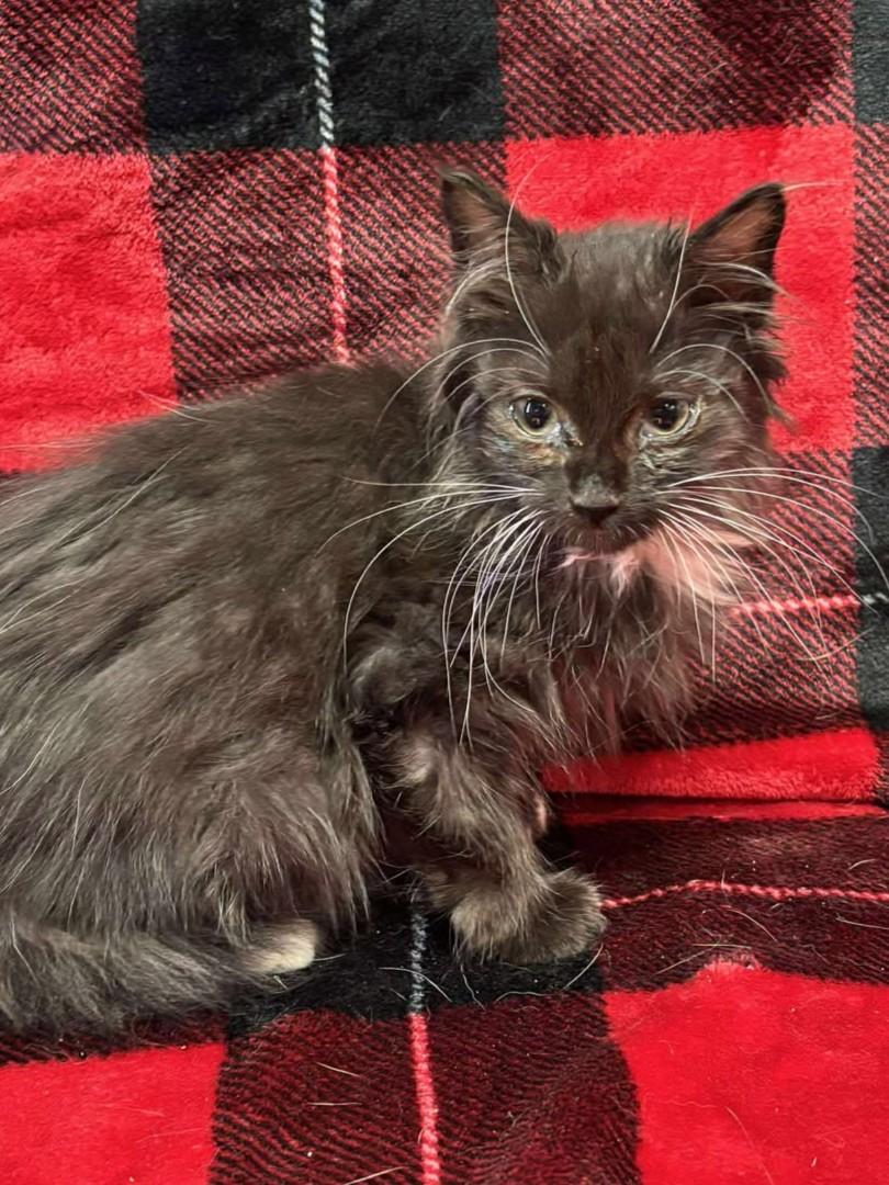 Enlarge Batman, an adopted mixed breed in Maryville, MO image 3/3