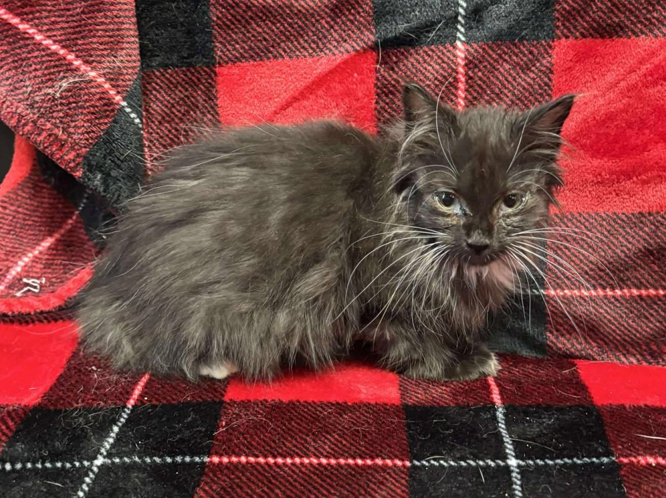 Enlarge Batman, an adopted mixed breed in Maryville, MO image 2/3