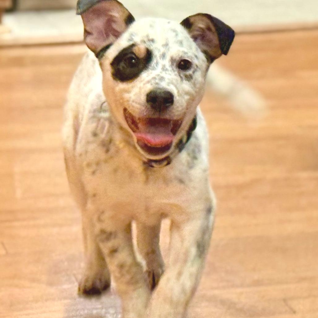 Woodstock — thumbnail 2