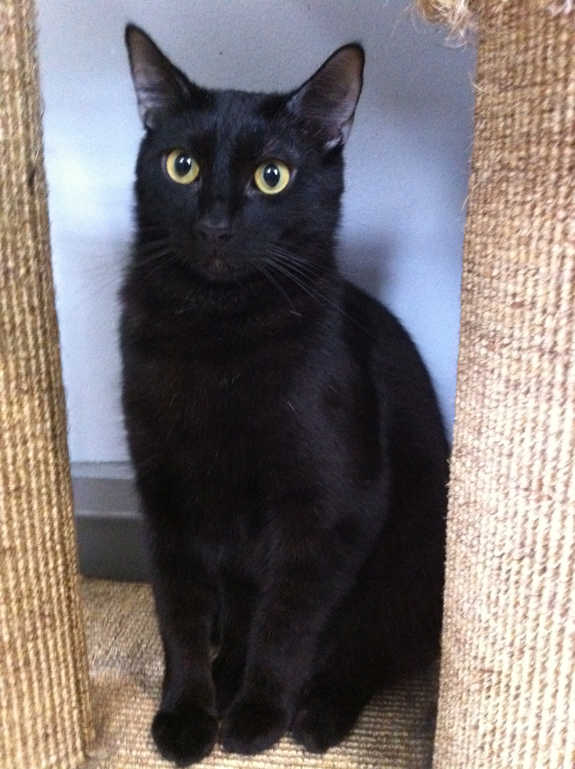 ABE , the Lincoln, a Adoptable mixed breed in Watkinsville, GA image 1/8