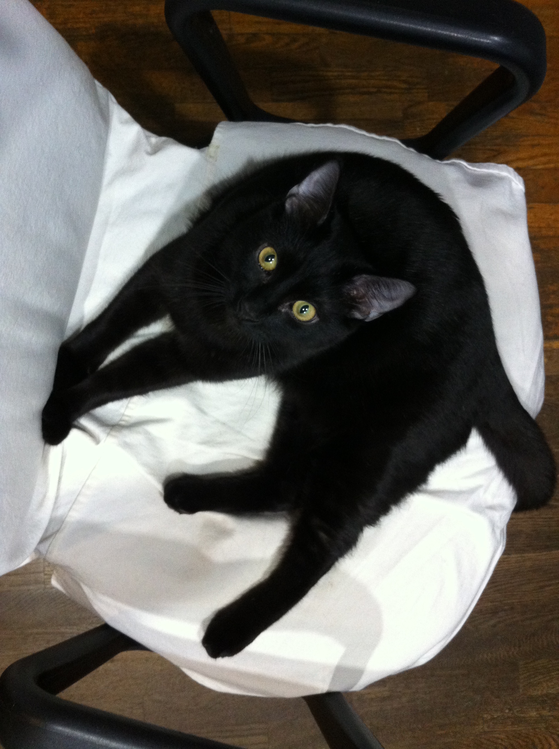 ABE , the Lincoln, a Adoptable mixed breed in Watkinsville, GA image 2/8