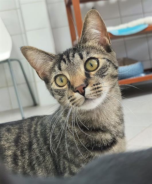 Enlarge TILLY, a Adoptable Domestic Short Hair in Canfield, OH image 1/1