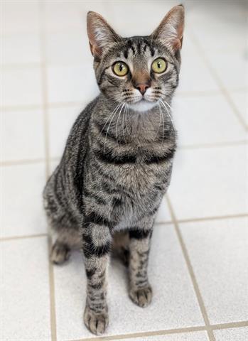 Enlarge TILLY, a Adoptable Domestic Short Hair in Canfield, OH image 1/1