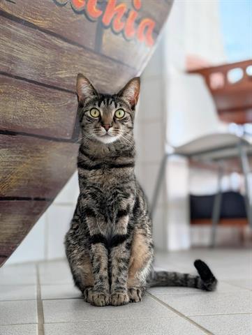 TILLY, a Adoptable Domestic Short Hair in Canfield, OH image 2/2