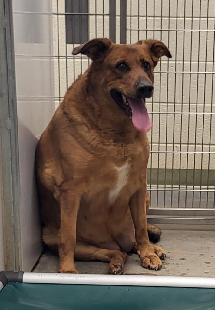 2025-03-143* Penny*, Adoptable, Adult Female Retriever.