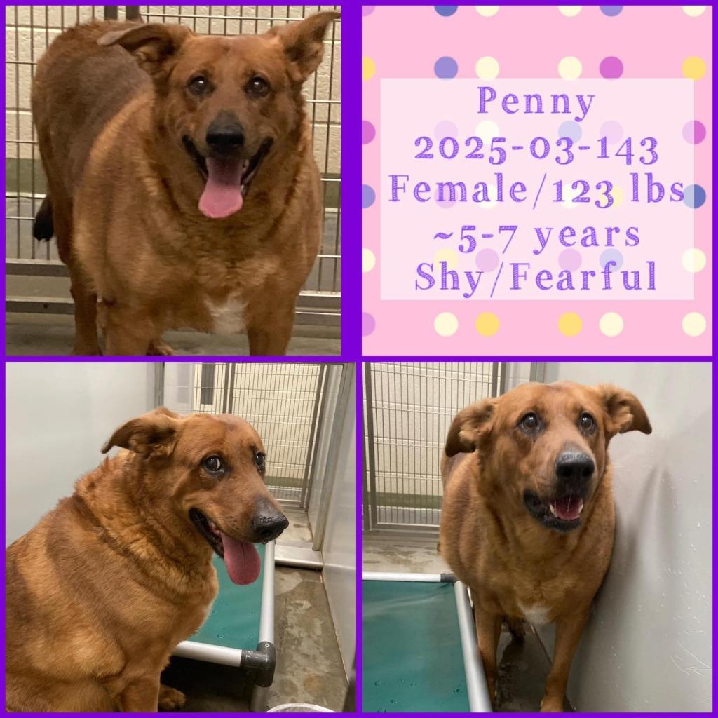 Enlarge 2025-03-143* Penny*, a Adoptable Retriever in Winder, GA image 2/2