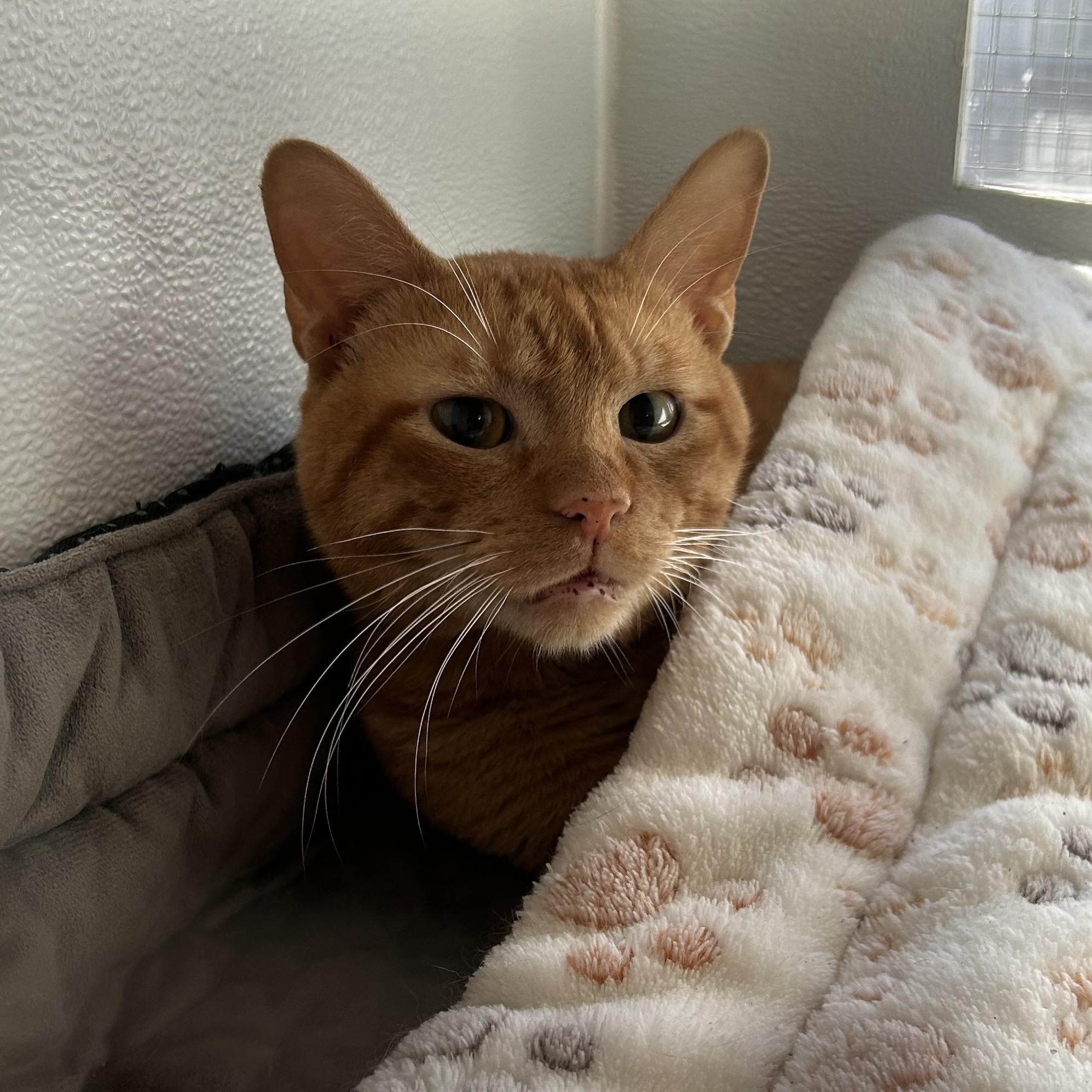 Enlarge Copper, an adopted mixed breed in The Colony, TX image 1/1