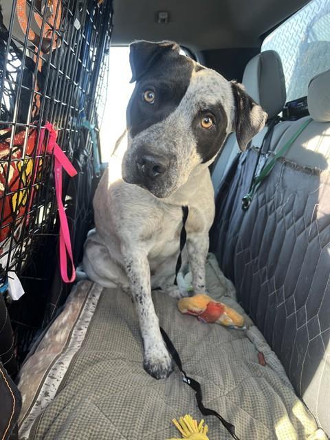 Enlarge REMI, a Adoptable mixed breed in Casper, WY image 1/1