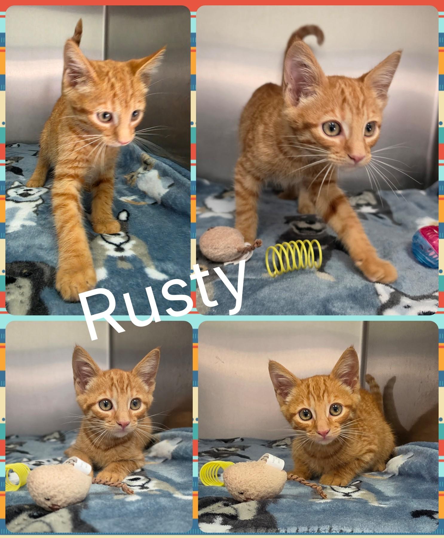 Enlarge Rusty, a ADOPTABLE mixed breed in Universal City, TX image 1/1