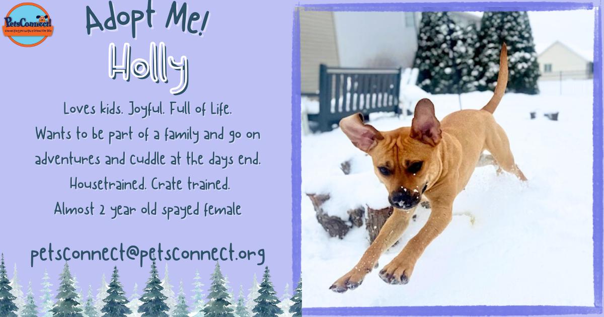 Enlarge Holly, a ADOPTABLE mixed breed in South Bend, IN image 1/6