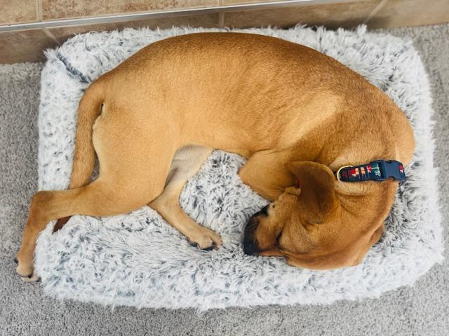 Enlarge Holly, a ADOPTABLE mixed breed in South Bend, IN image 2/6