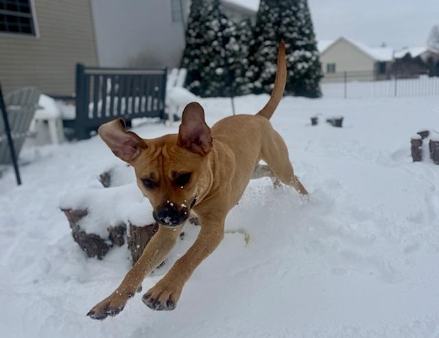 Enlarge Holly, a ADOPTABLE mixed breed in South Bend, IN image 3/6