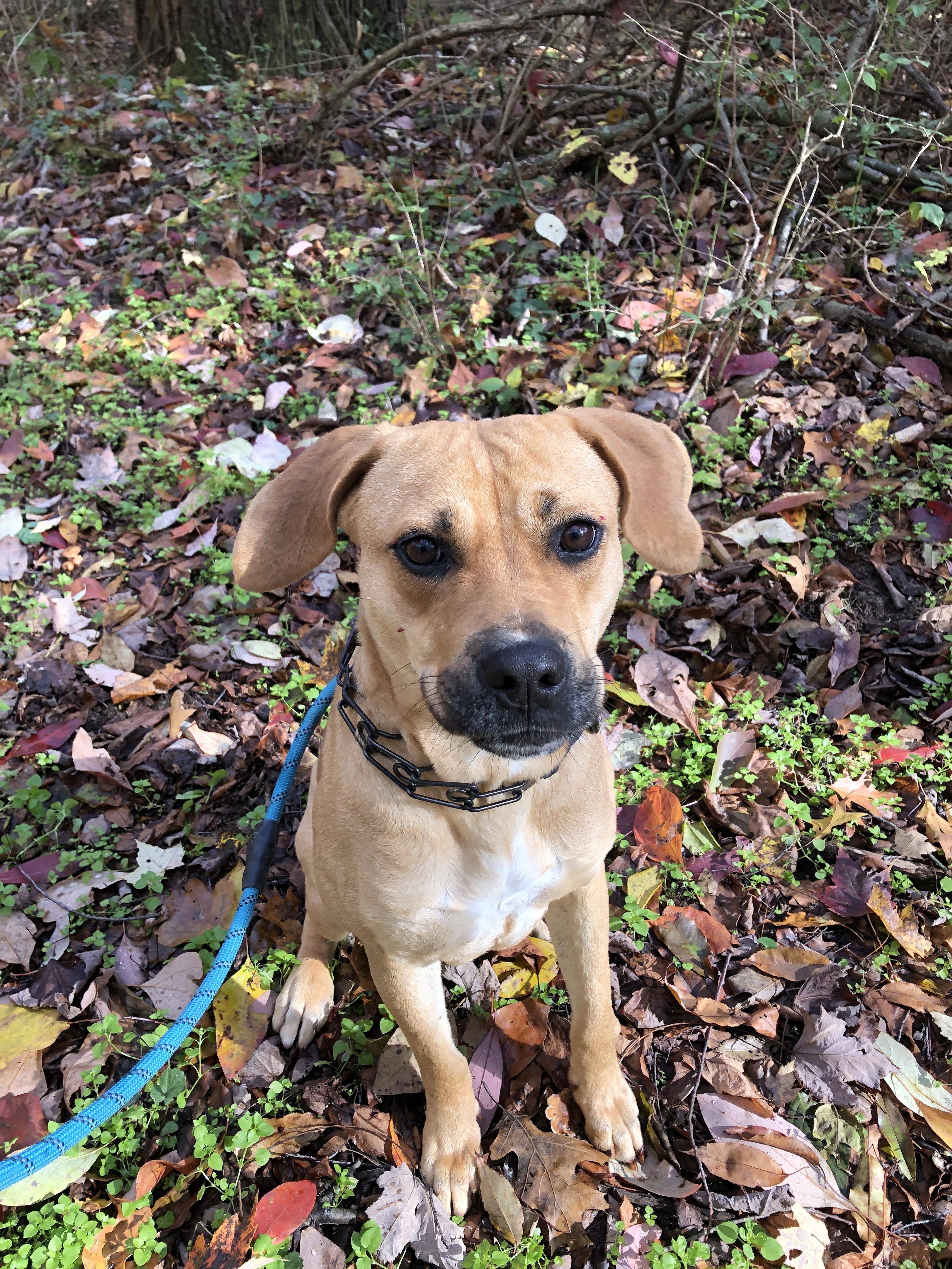 Enlarge Holly, a ADOPTABLE mixed breed in South Bend, IN image 5/6