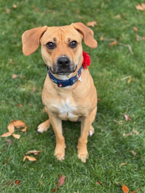 Enlarge Holly, a ADOPTABLE mixed breed in South Bend, IN image 4/6