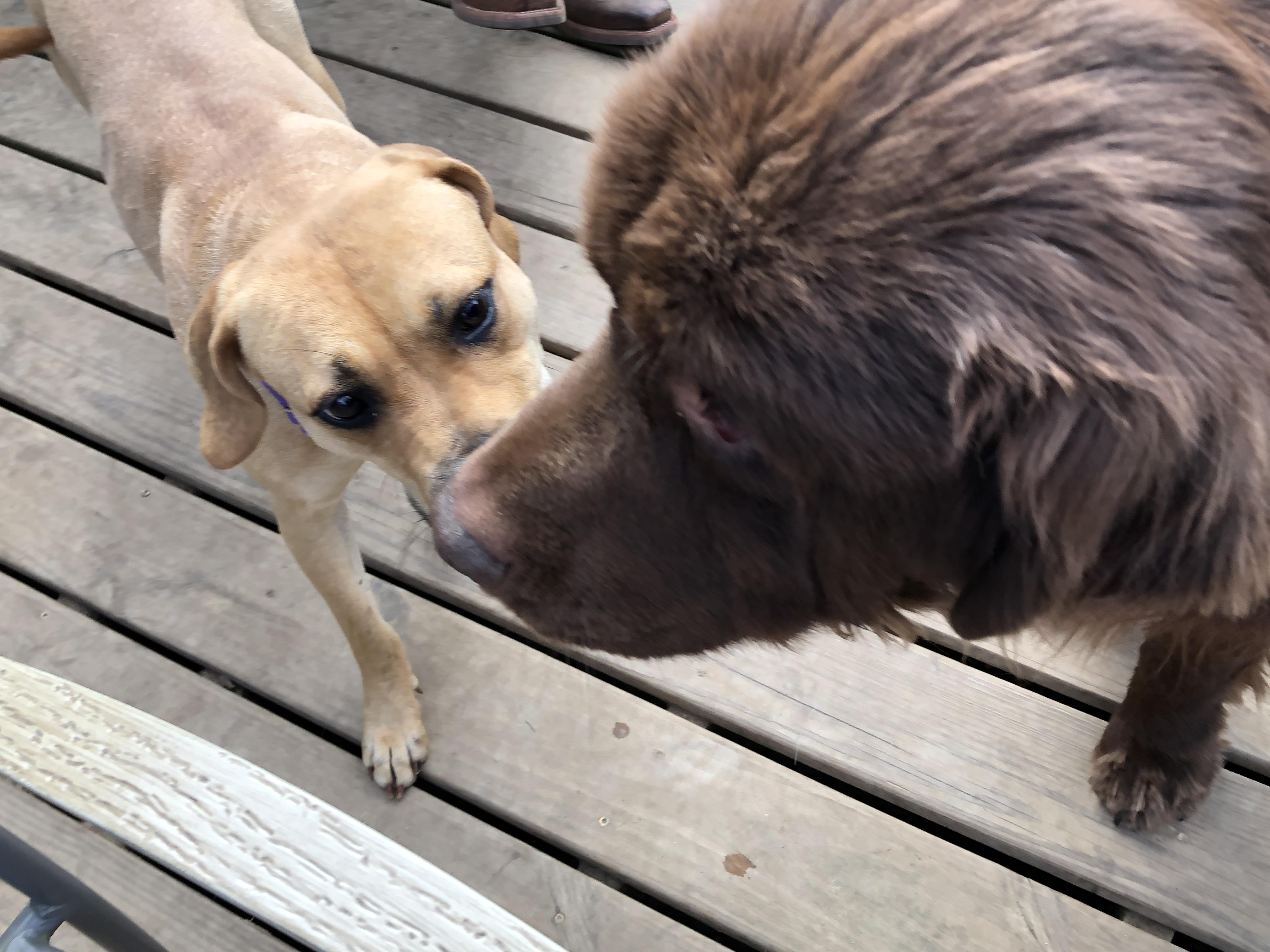 Enlarge Holly, a ADOPTABLE mixed breed in South Bend, IN image 6/6