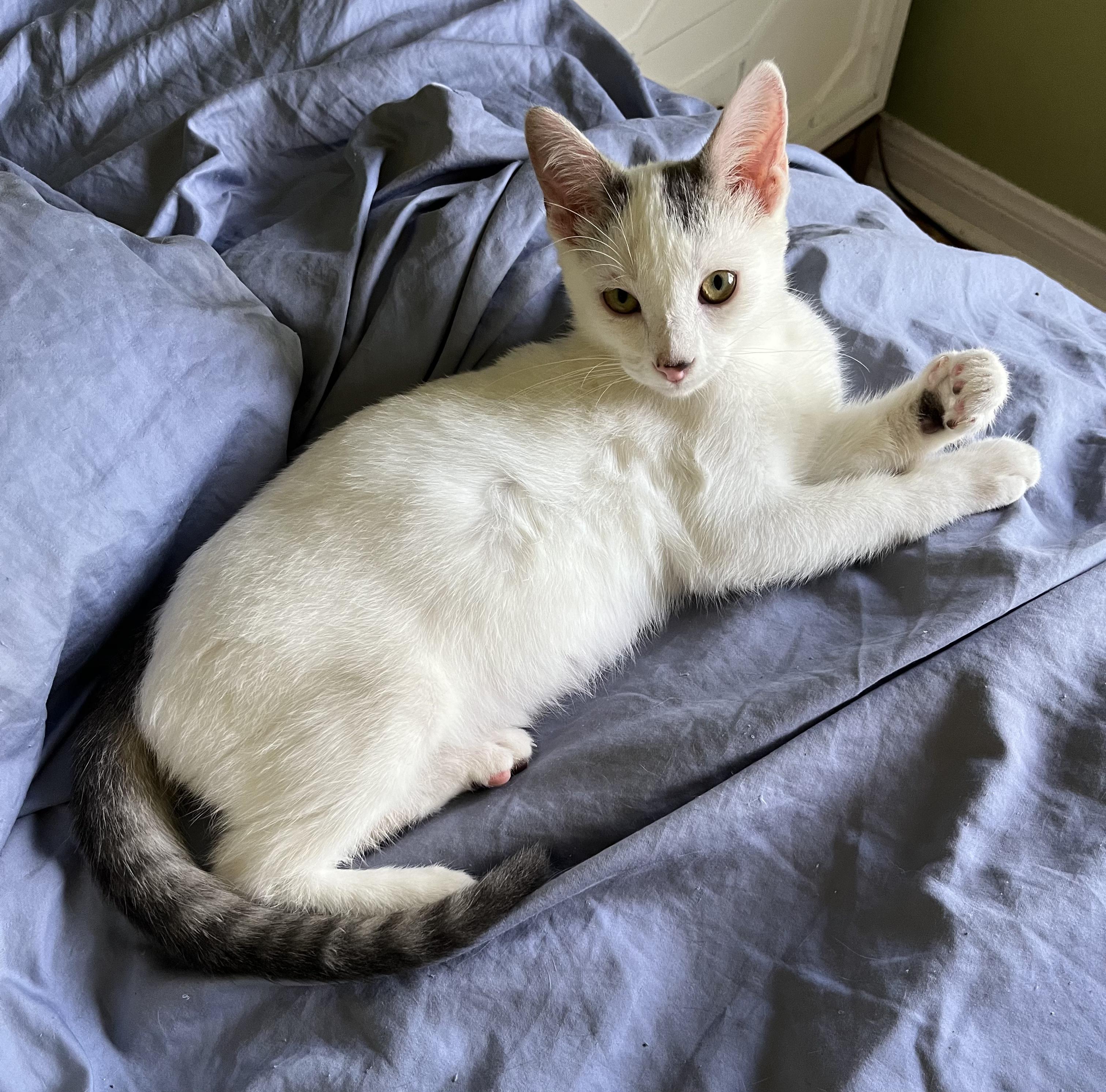 Enlarge Hugo, a Adoptable Turkish Van in Tustin, CA image 3/3