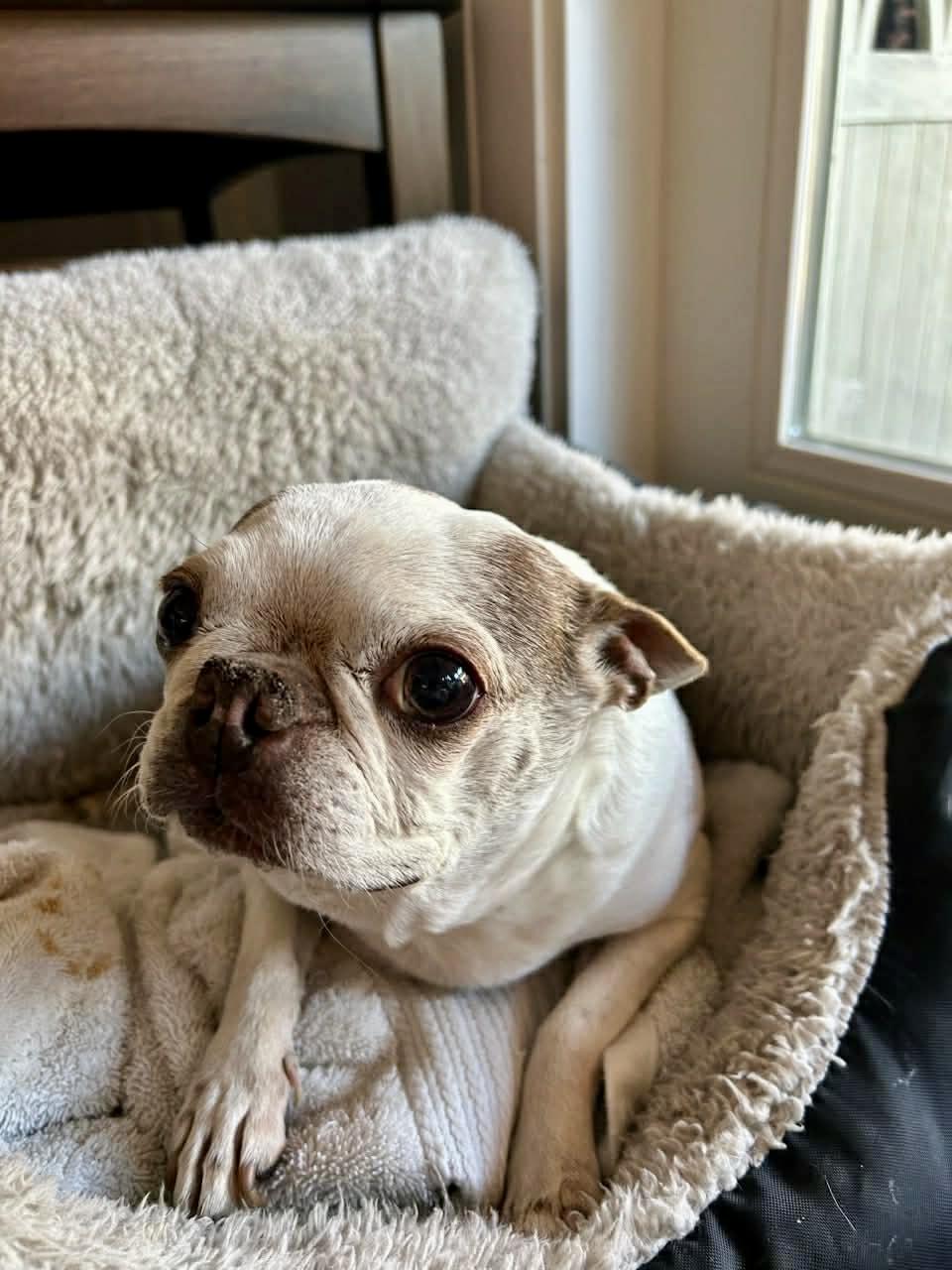 Lolli, Adopted, Senior Female Boston Terrier.