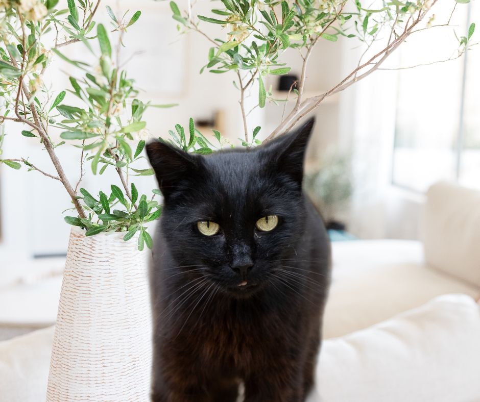 Enlarge Little Girl, a Adoptable Domestic Short Hair in Hickory, NC image 1/1