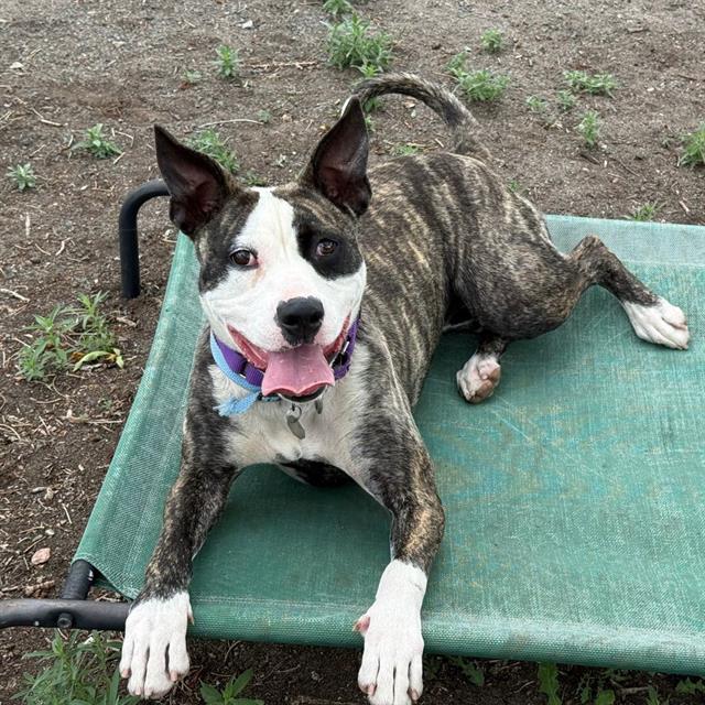BUGSY, Adoptable, Young Female Boston Terrier & Pit Bull Terrier.
