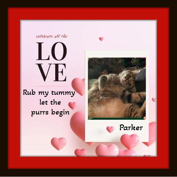 Enlarge Parker -  Be my Valentine.. I'll let you rub my tummy!, a Adoptable Domestic Short Hair in Snow Camp, NC image 1/3