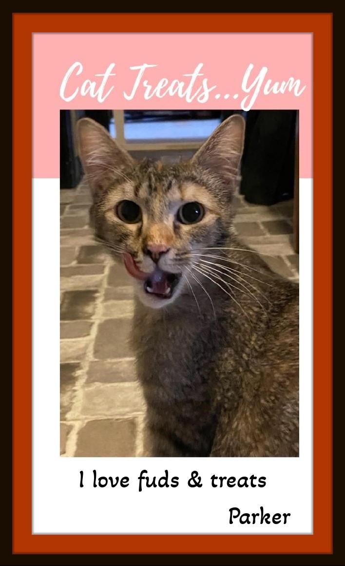 Enlarge Parker -  Be my Valentine.. I'll let you rub my tummy!, a Adoptable Domestic Short Hair in Snow Camp, NC image 2/3