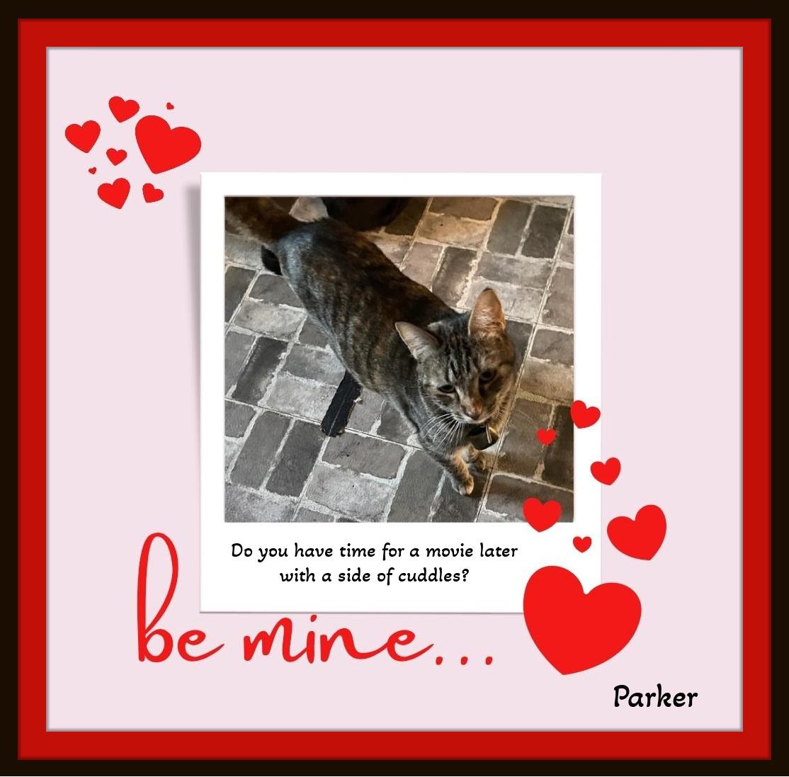 Enlarge Parker -  Be my Valentine.. I'll let you rub my tummy!, a Adoptable Domestic Short Hair in Snow Camp, NC image 3/3