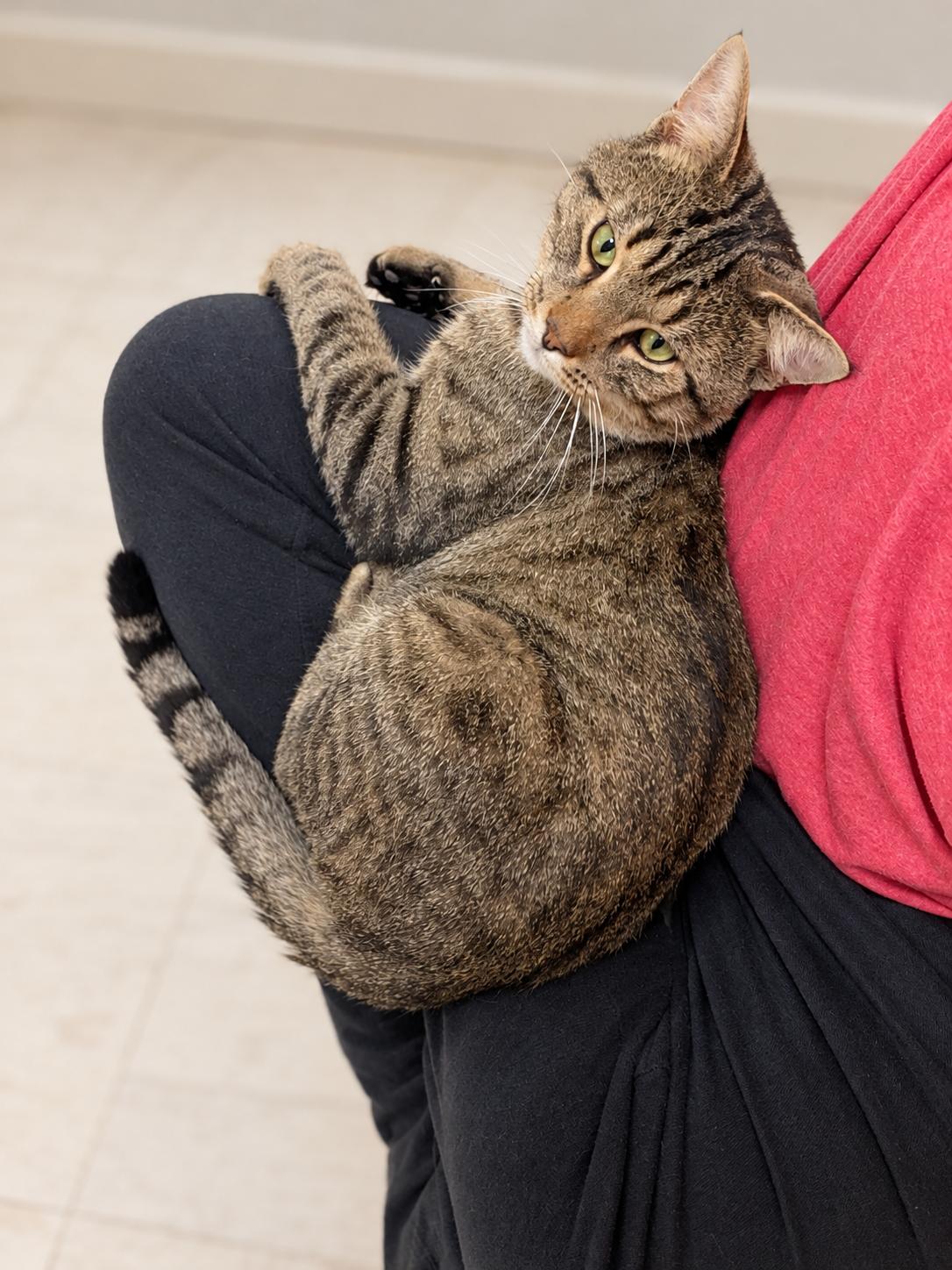 Enlarge Mr. Hobbs, a Adoptable Domestic Short Hair in Pickerington, OH image 2/3