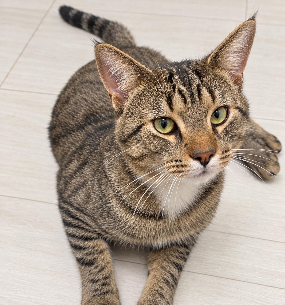 Enlarge Mr. Hobbs, a Adoptable Domestic Short Hair in Pickerington, OH image 3/3